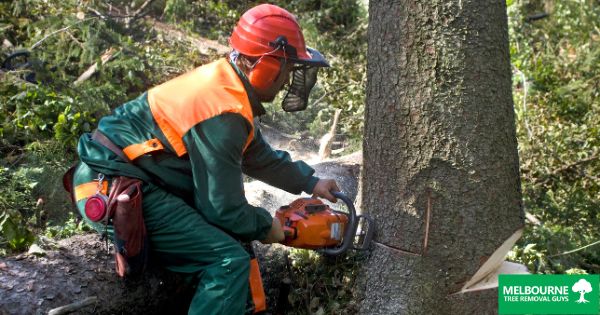 Common reasons for tree removal in Melbourne and how to prevent them