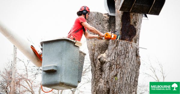 How to choose the right tree removal service in Melbourne