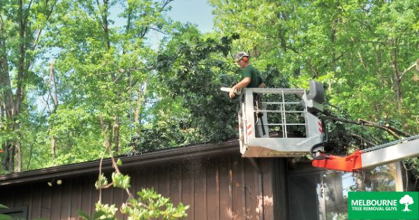 The benefits of tree removal for your property and the environment