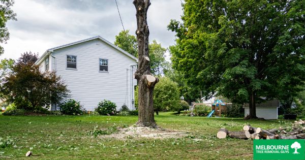 The dangers of DIY tree removal and why you should hire a professional