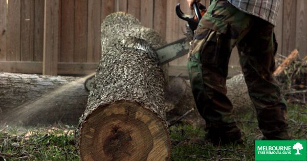 The importance of proper tree removal and stump grinding in Melbourne