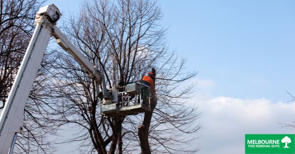How Tree Lopping Can Enhance the Aesthetics of Your Melbourne Property