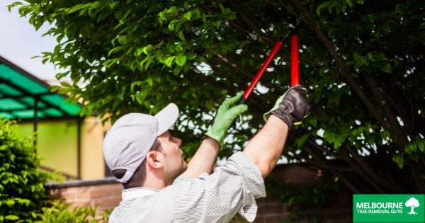 The Benefits of Tree Pruning: Enhancing Tree Health in Melbourne