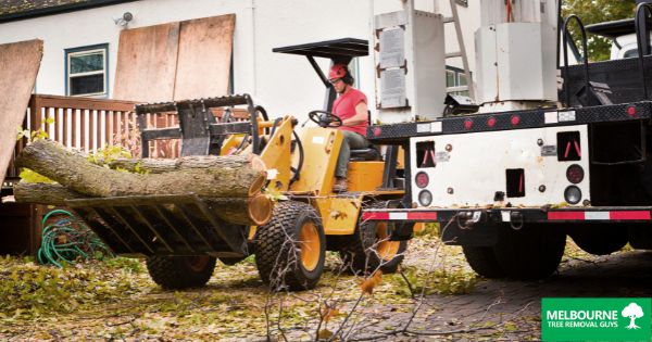 The role of tree removal services in preventing property damage during storms