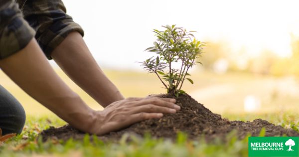 Tips for Successful Tree Planting in Melbourne