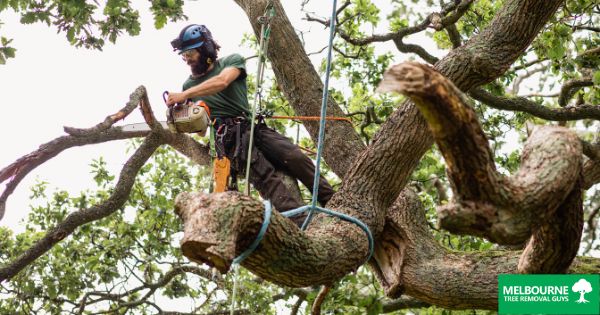 When is the best time to schedule tree removal services in Melbourne?