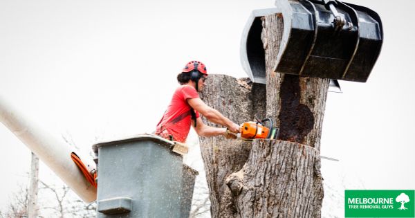 Why Tree Services are Essential for Melbourne's Urban Landscape