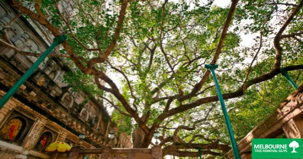 Choosing the Right Tree Service Company in Melbourne: Key Factors to Consider