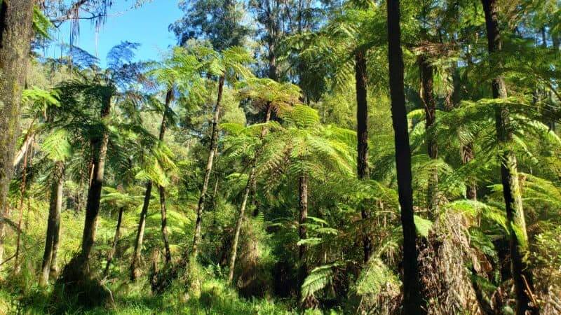 Dandenong Ranges National Park