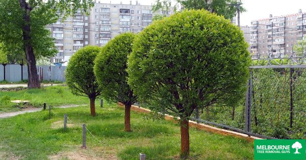 The Art of Tree Shaping Transforming Your Landscape in Melbourne