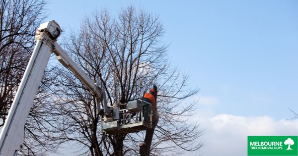 Tree Lopping vs. Tree Pruning Which is Best for Your Melbourne Property