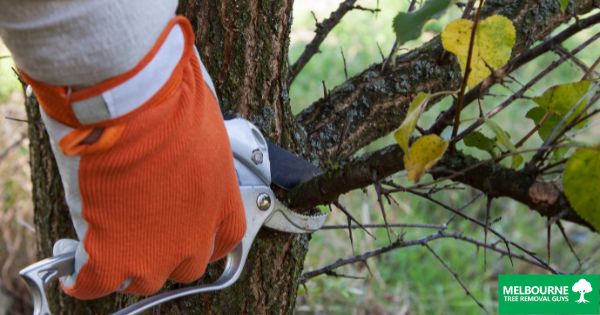 Tree Pruning Techniques: How to Maintain Healthy Trees in Melbourne