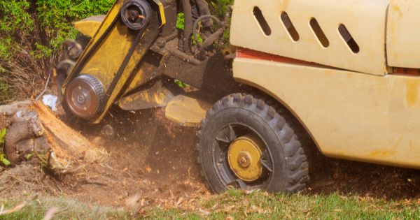 Tree Stump Removal: Restoring the Beauty of Your Melbourne Landscape