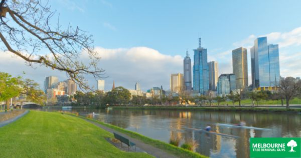 Preserving Melbourne's Greenery Sustainable Tree Removal Solutions