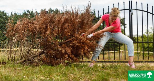 The Hidden Risks of DIY Tree Removal Hiring Professionals in Melbourne