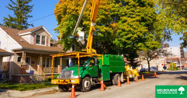 Why Tree Removal is Essential for Melbourne’s Urban Landscape