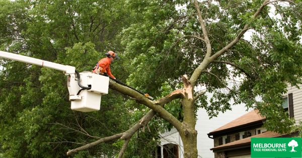 Storm Damage and Tree Removal: Melbourne’s Preparedness Plan