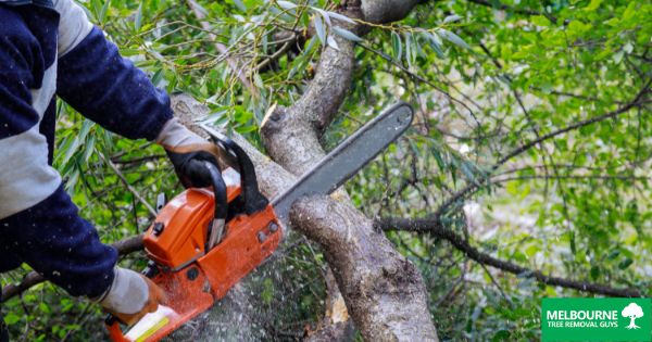 The Art of Tree Trimming Melbourne's Top Tips and Techniques