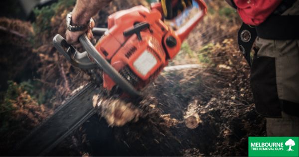 The Cost of Tree Removal in Melbourne Factors to Consider