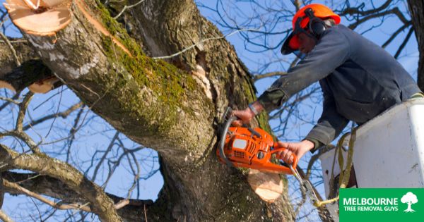 The Ultimate Guide to Tree Removal in Melbourne What You Need to Know