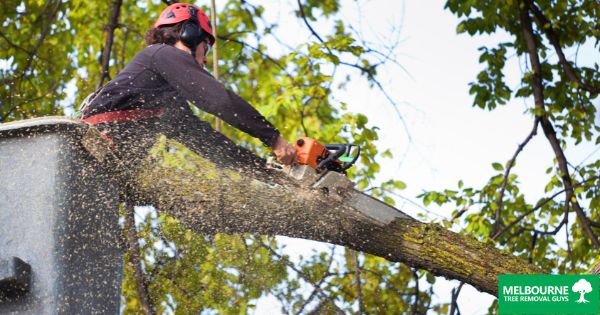 When Should You Consider Tree Removal in Melbourne