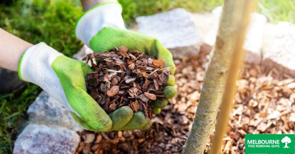 Benefits of Mulching Your Trees in Melbourne's Climate