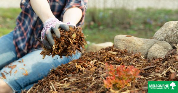 Choosing the Right Mulch for Melbourne Trees