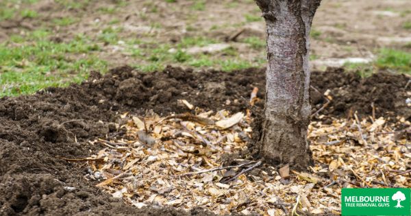 Mulching Dos and Don'ts for Healthy Trees in Melbourne