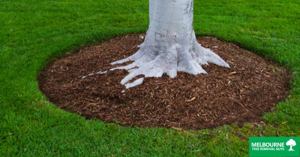 The Art of Mulching: Melbourne’s Guide to Healthy Soil and Trees