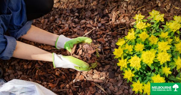 The Ultimate Guide to Tree Mulching in Melbourne