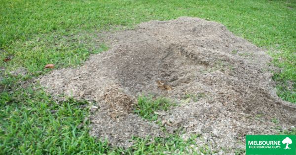 How To Clean Up After Stump Grinding in Melbourne