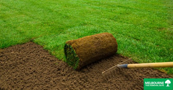 How to Grow Grass After Tree Removal in Melbourne