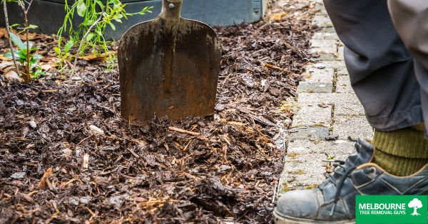 Protecting Your Melbourne Trees: Mulching Tips