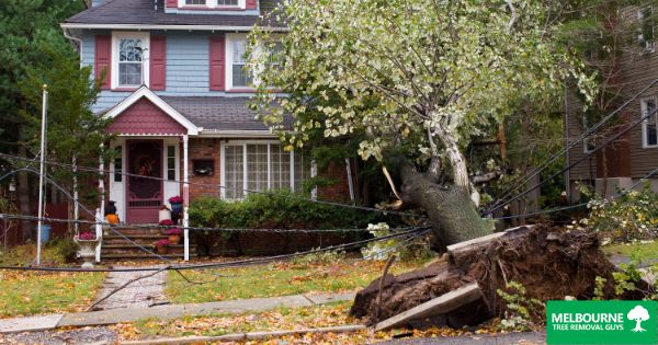 Reasons You Need Emergency Tree Removal Services in Melbourne
