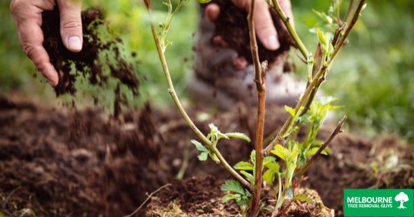 The Art of Mulching Melbourne's Tree Care Secrets