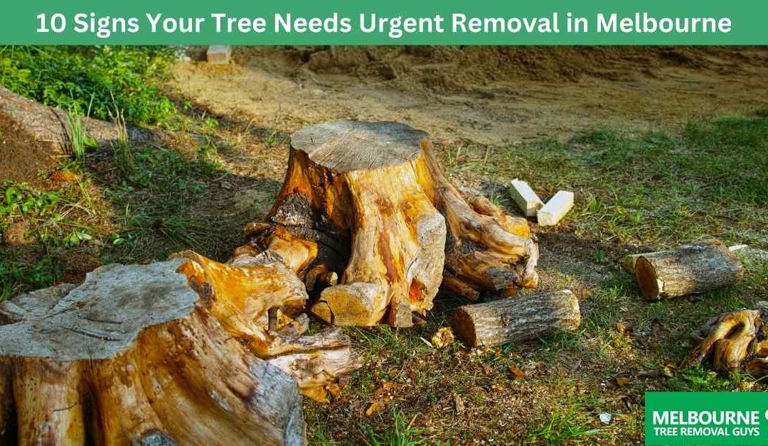 10 Signs Your Tree Needs Urgent Removal in Melbourne