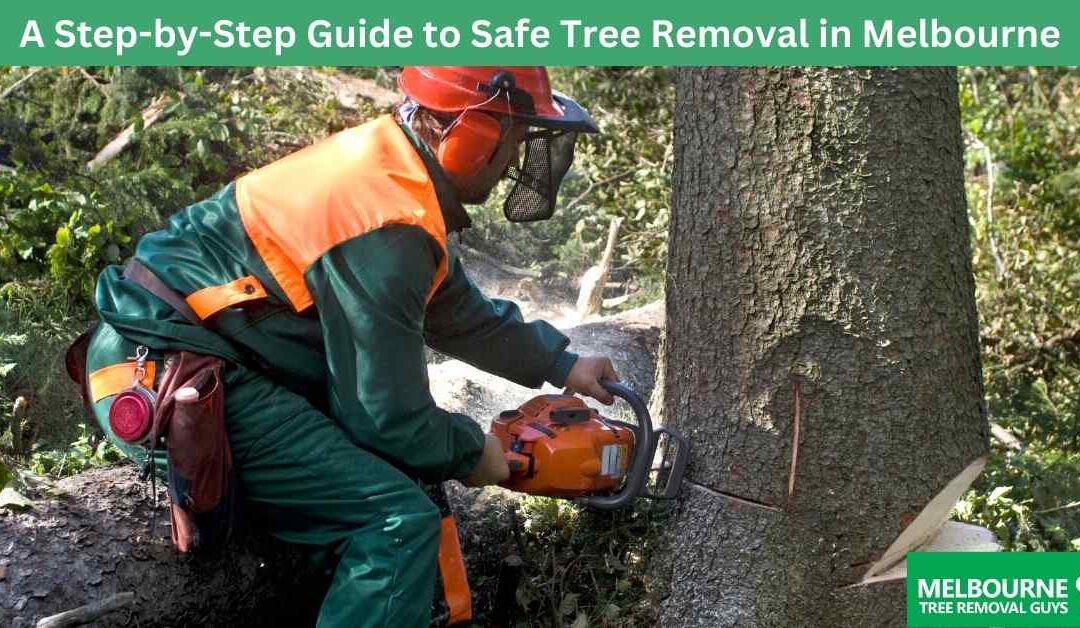 A Step-by-Step Guide to Safe Tree Removal in Melbourne