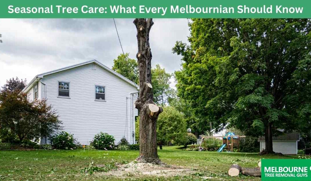 Seasonal Tree Care: What Every Melbournian Should Know