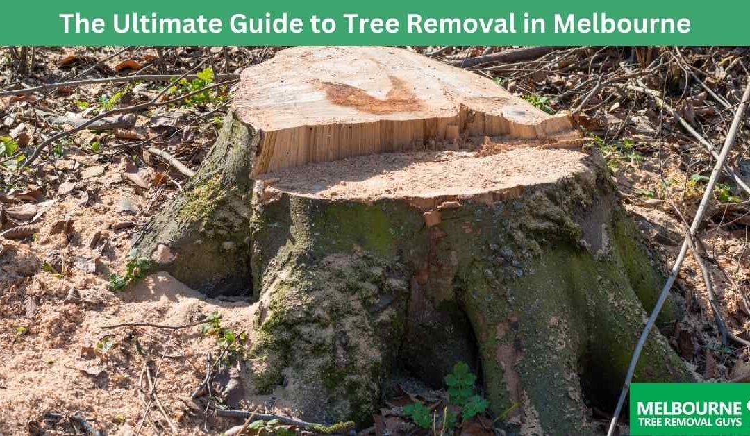 The Ultimate Guide to Tree Removal in Melbourne