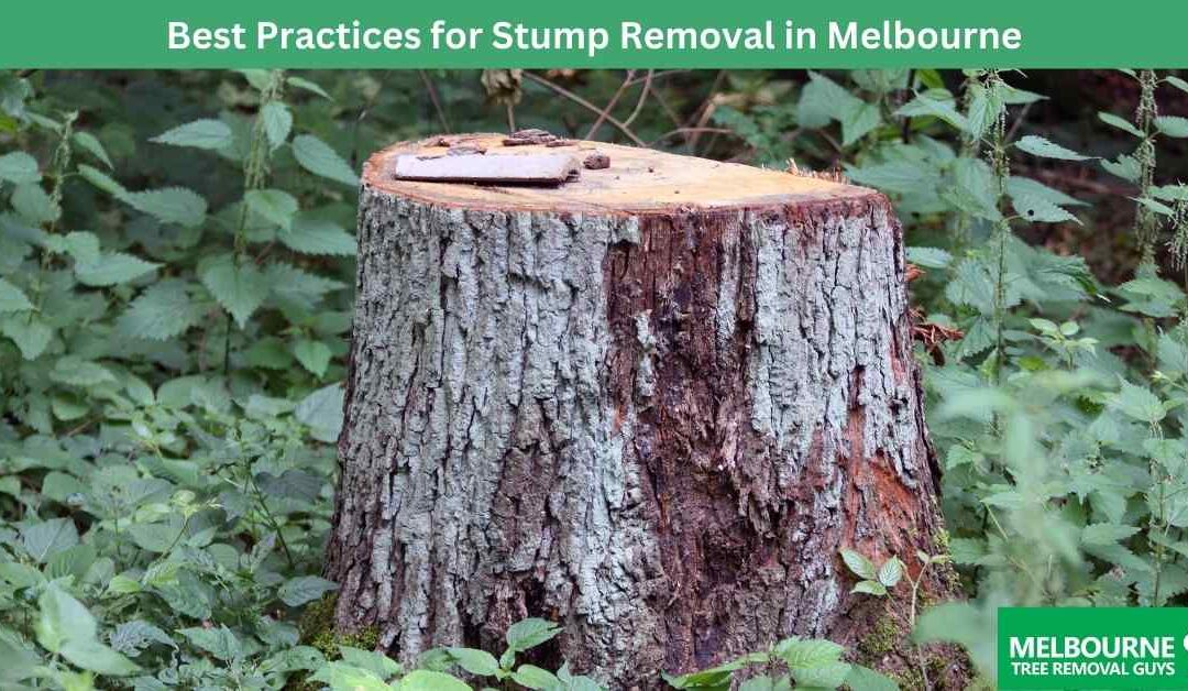 Best Practices for Stump Removal in Melbourne