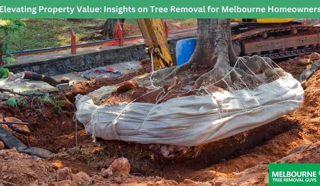 Elevating Property Value: Insights on Tree Removal for Melbourne Homeowners