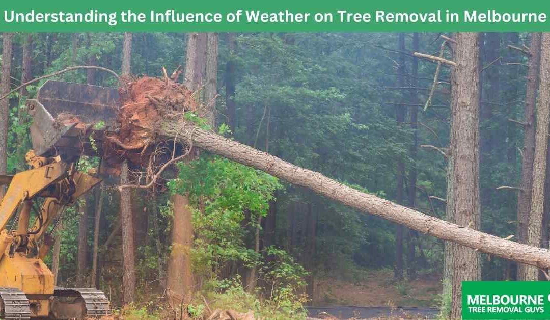 Understanding the Influence of Weather on Tree Removal in Melbourne